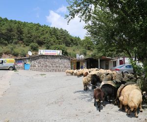 Kadıköy Fenerbahçe Adak Kurban Satış Yeri