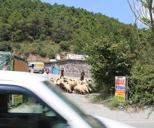 Kadıköy Feneryolu Adak Kurban Satış Yeri