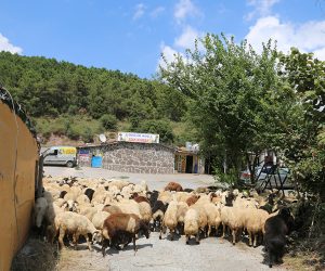 Kartal Adak Kurban Satış Yeri