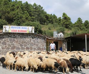 Kartal Orhantepe Semti Adak Kurban Satış Yeri