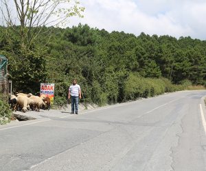 Kartal Soğanlık Adak Kurban Satış Yeri