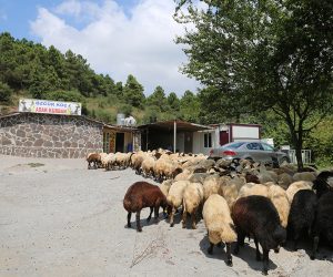 Maltepe Orta Adak Kurban Satış Yeri