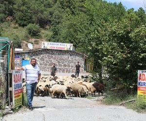 Tuzla Anadolu Adak Kurban Satış Yeri