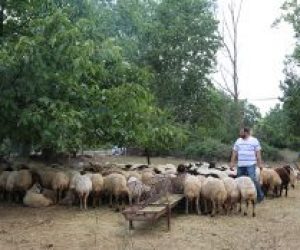 Kadıköy Feneryolu Adak Koyun Satış Yeri