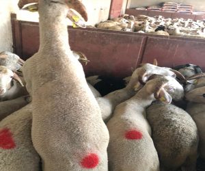 En Yakın Kurbanlık