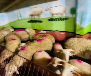 Rahmanlar Adaklık Kurban Satış Yeri