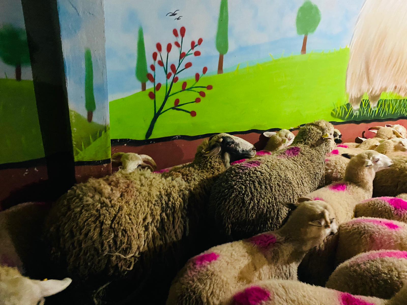 Zümrütevler Adaklık Kurban Satış Yeri