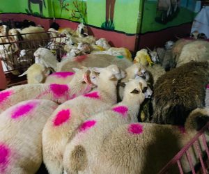 Pendik Adaklık Kurban Satış Yeri