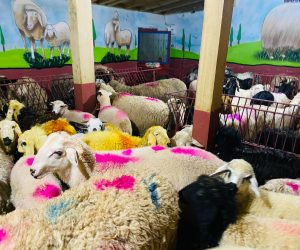 Altunizade Adaklık Kurban Satış Yeri