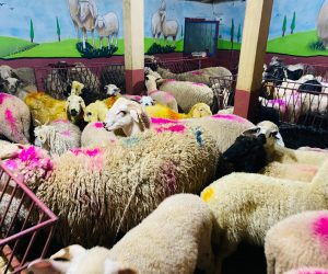 Göztepe Adaklık Kurban Satış Yeri