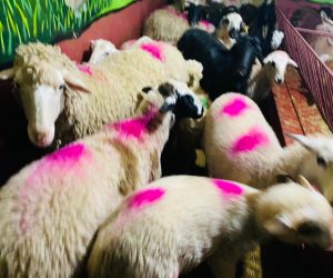 Üsküdar Adaklık Kurban Satış Yeri