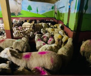 Kadıköy Adaklık Kurban Satış Yeri