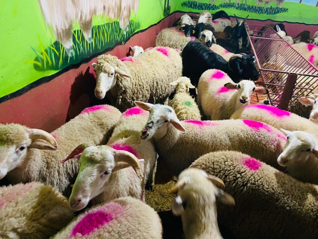 Bostancı Adaklık Kurban Satış Yeri