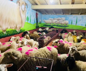 Beykoz Adaklık Kurban Satış Yeri