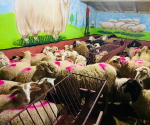 Kurtköy Adaklık Kurban Satış Yeri