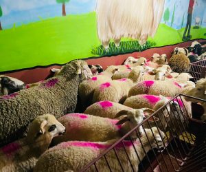 Atalar Adaklık Kurban Satış Yeri